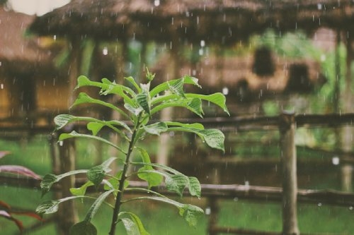 Rainwater For Your Marijuana Cultivation Dutch Headshop