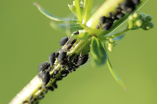 Aphid