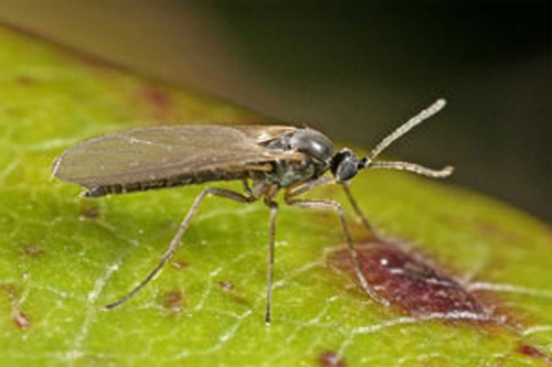 Fungus gnats