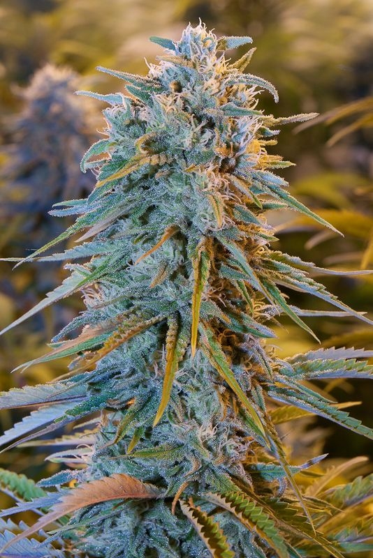 Deze klapper van een bloemtop is van de populaire Amerikaanse wietsoort Blue Dream.