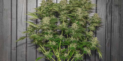 Everything about autoflower weed seeds