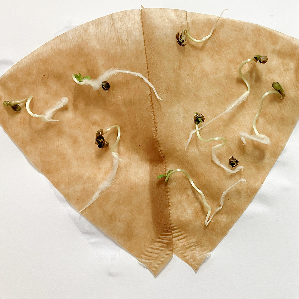 germinated seeds in a coffee filter