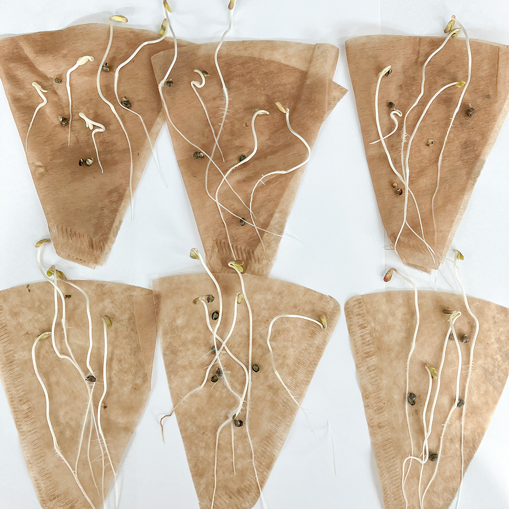 Coffee filters with germinated cannabis seeds