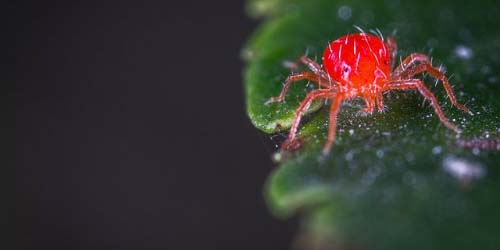 Combating Spider Mites on Cannabis Plants