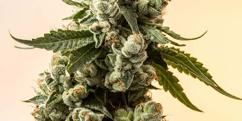 This is the Strongest Weed