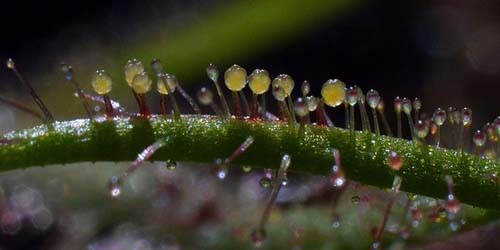 cannabis trichomes