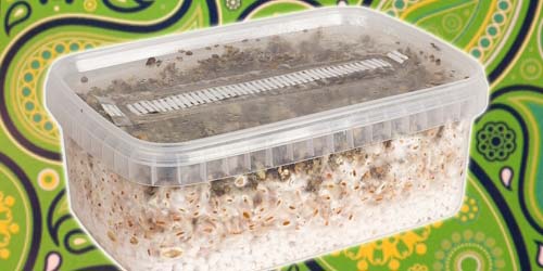 Magic Mushroom Grow-Kit: Cultivate Your Own Shrooms in 10 Easy Steps!