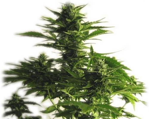 Lowryder Autoflower Cannabis