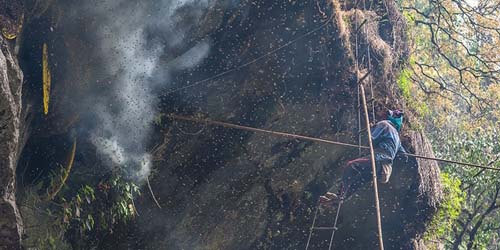 Mad Honey Beekeeper Risks Life for Honey Hallucinations