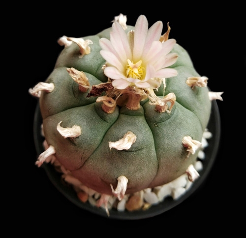 Peyote Cactus