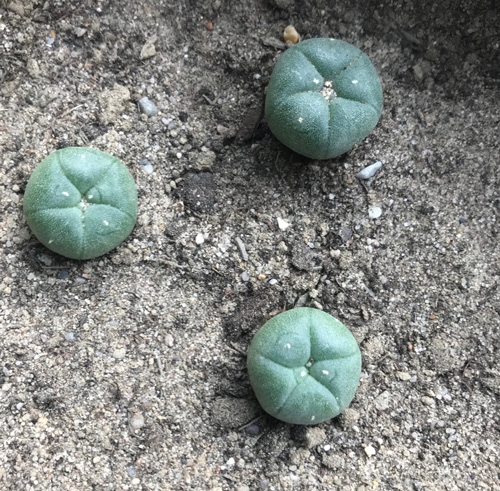 Peyote Cactus