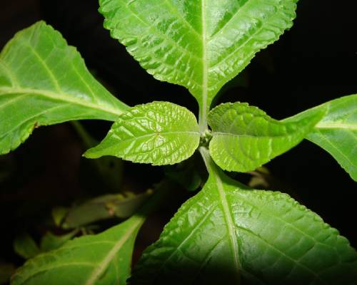 salvia divinorum use