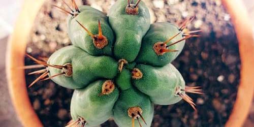 Growing San Pedro Cactus: Germinating Seeds & Growing