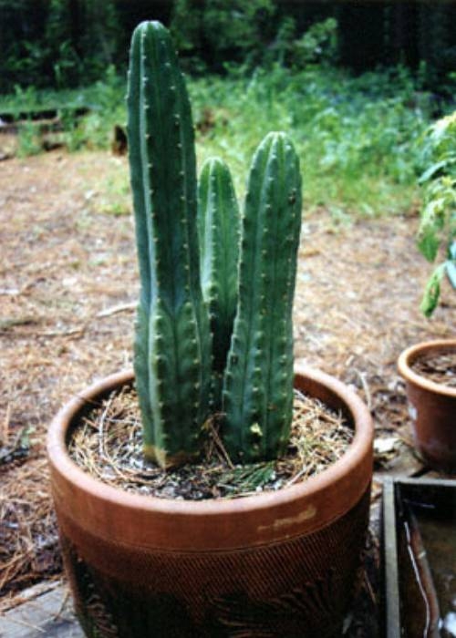 san pedro cactus seeds