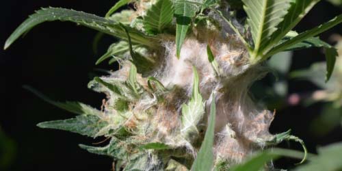 Stop & Prevent Cannabis Bud Rot