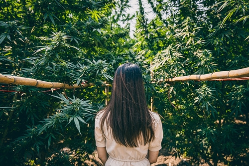 woman in weed plantation