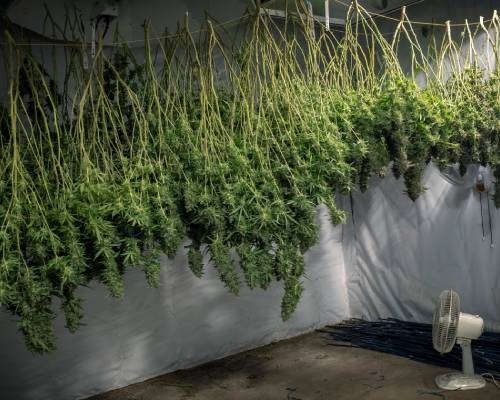 improve cannabis yield