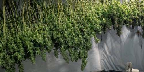 improve cannabis yield