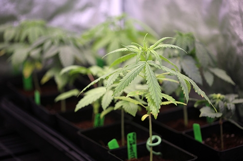 pre-growing cannabis