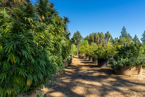 Cannabis trees in california