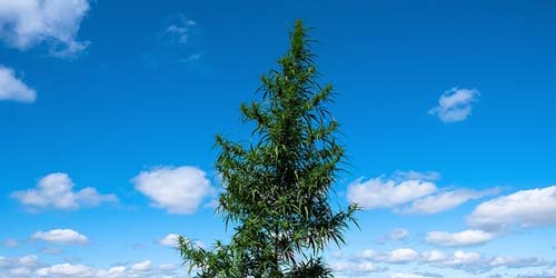 growing cannabis tree