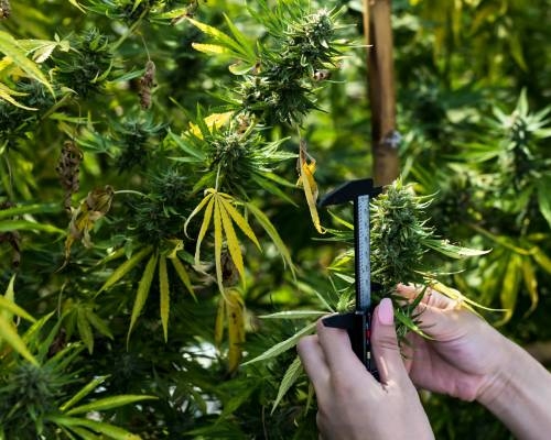 Cannabis flowering tips