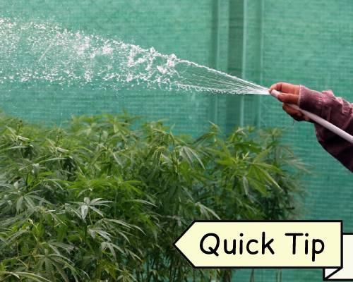 watering cannabis guide
