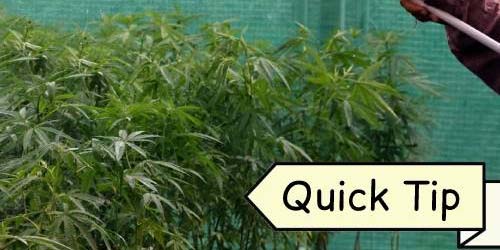 watering cannabis guide